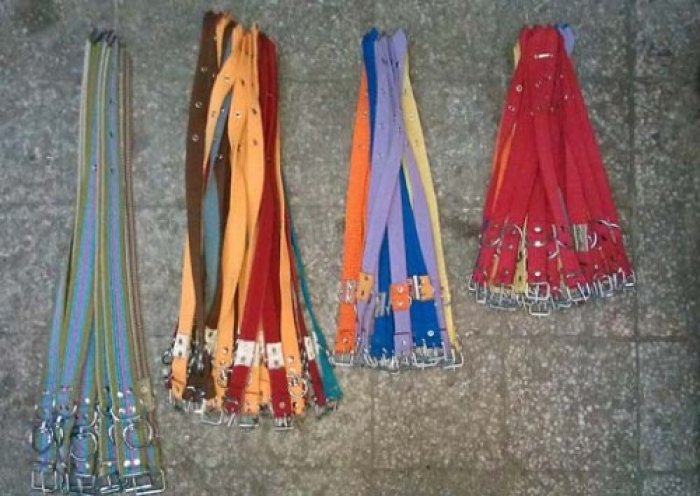 Kolon Köpek Tasması